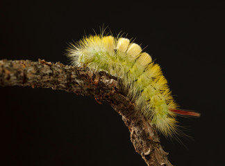 Naklejka premium Caterpillar climbing on twig