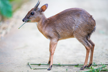 Antelope neotragus pygmaeus in the natural wildlife