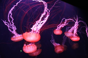 Jellyfish
