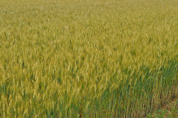 field of wheat corn background