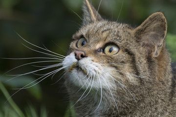 Naklejka na ściany i meble Scottish highland wildcat portrait while stalking, hunting expression