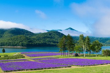 ラベンダー畑と湖　金山湖　南富良野