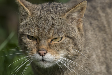 Scottish highland wildcat portrait while stalking, hunting expression