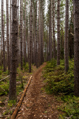 Well Worn Hiking Trail - Cranesville Swamp - West Virginia