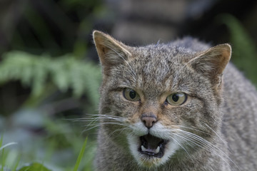 Scottish highland wildcat portrait while stalking, hunting expression