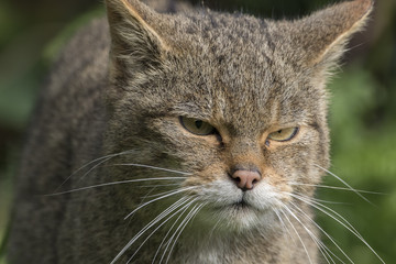 Scottish highland wildcat portrait while stalking, hunting expression