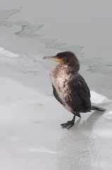great cormorant relaxing on the ice