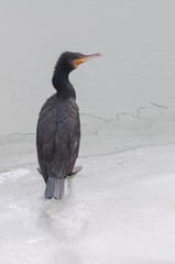 great cormorant resting on the ice, vertical view