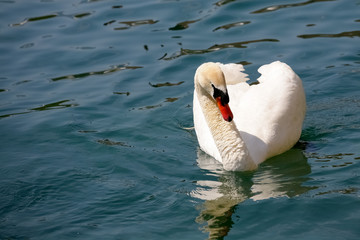 The white swan comes to the viewer