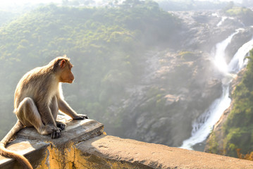 Fototapeta premium Monkey posing on Shimsa falls, India