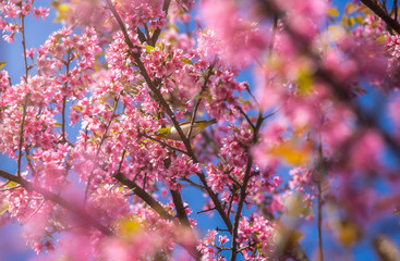 Cherry Blossom and sakura at Doi Ang Khang in Chiang Mai , Thailand - 178966077