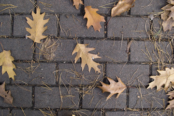 leaves beautifully fall from the trees on the tile in the park