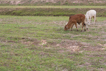 Thailand cows on the field. siam cows eating grass in the outdoor.