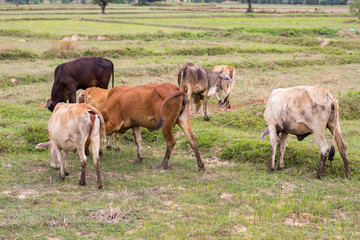Naklejka na ściany i meble Thailand cows on the field. siam cows eating grass in the outdoor.