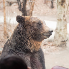Fototapeta premium side view from big brown bear standing , amazing adventure show to people and traveler (foreground soft focus)