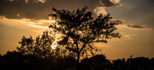 Fototapeta premium Atmospheric sunset with tree silhouettes in the foreground.