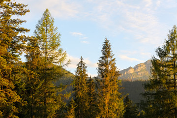 Coniferous trees and mountains in the distance