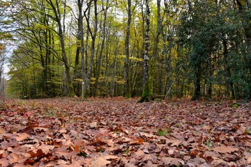 Sous bois d'automne
