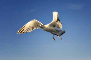 Flying seagulls over the sea