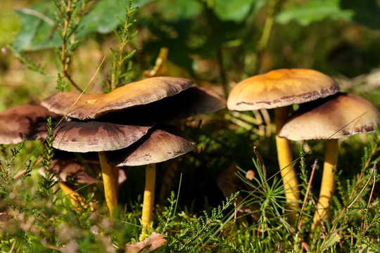Group of a few wild mushrooms in the forest