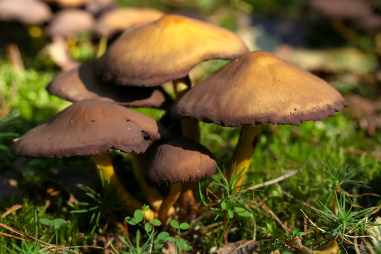 Group of a few wild mushrooms