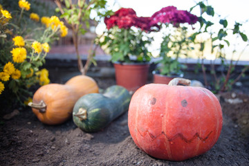 fresh pumpkin and gourds 