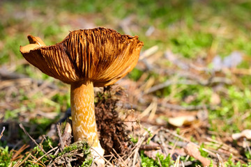 The single mushroom in its wild environment