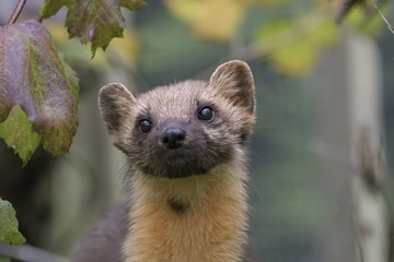 pine martin close up portrait