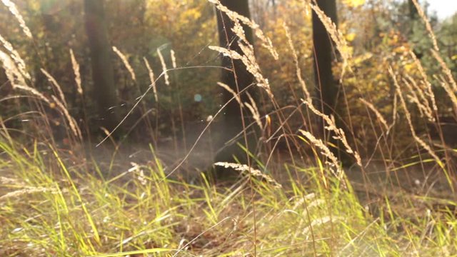 Altweibersommer mit Spinnf&auml;den im wehenden Wind