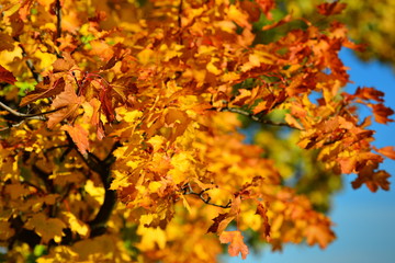 Autumn oak branch.
