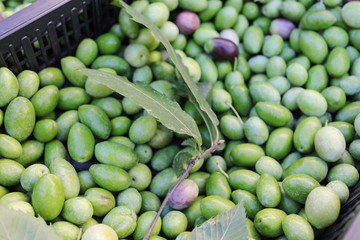 Green Olives