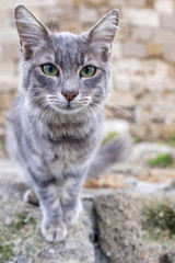 Fototapeta premium Greek stray cat by the windmills on the harbor of Rhodes island, Greece