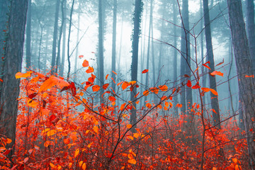 autumn forest on misty morning 