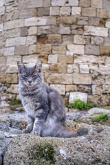 Obraz premium Greek stray cat by the windmills on the harbor of Rhodes island, Greece