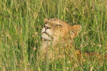 African Lion
