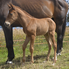 Baby horse. A foal and mare 03