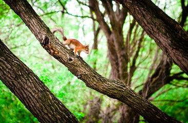 squirrel on the tree. squirrel in the park.