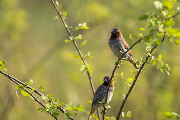 Pair of Scaly Breasted Munia Sitting on Branch