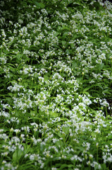 Wild garlic flowers