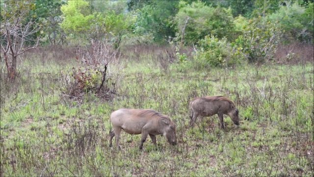 Warzenschweine in den Shimba Hills Kenia