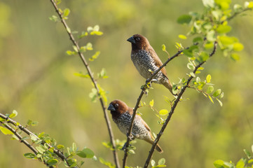 Pair of Scaly Breasted Munia Sitting on Branch