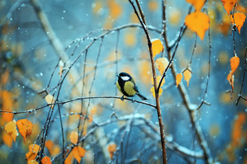 portrait of a blue tit sits in the Park on a branch among bright autumn foliage during a snowfall