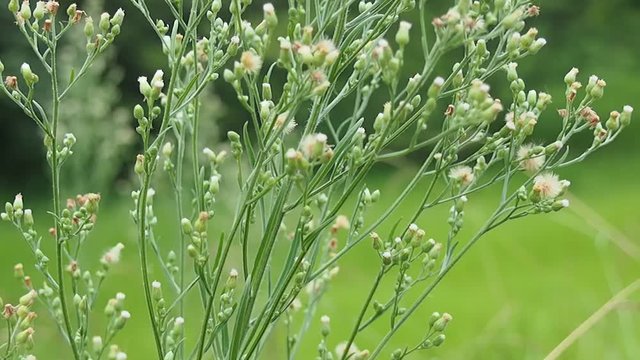 風に揺れる雑草/ヒメムカシヨモギ
