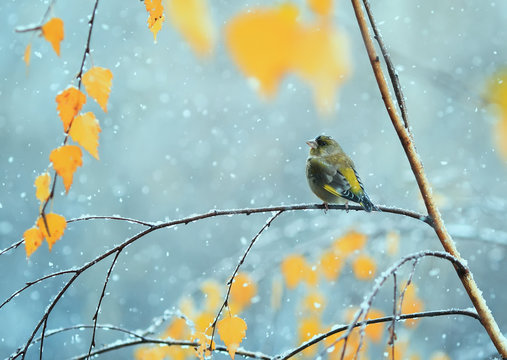 nice bird sitting in the bright autumn garden on a branch during the snowfall