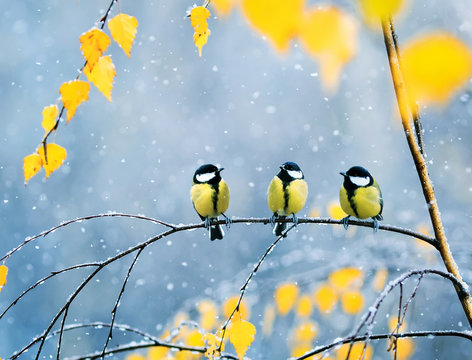 three lovely birds Tits in the Park sitting on a branch among bright autumn foliage during a snowfall