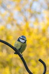 Springtime blue tit