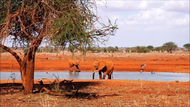 Elefanten am Wasserloch im Tsavo Ost Kenia