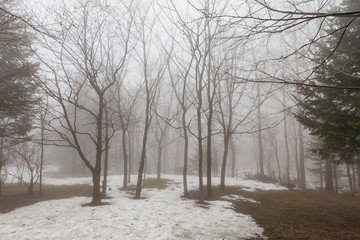 Leafless trees and snow on the ground with fog at Mount Usu in winter in Hokkaido, Japan.