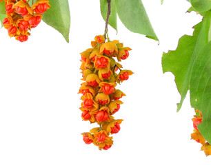 Celastrus paniculatus Willd.