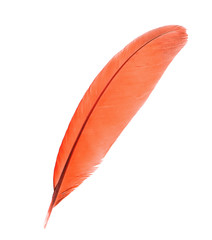 Orange feather isolated on white background